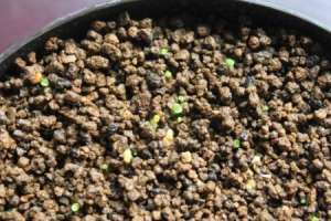 多肉植物第一次怎么种【库百科农业网】