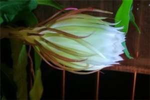 昙花可以放卧室内吗，有花朵的时候要浇水吗【库百科农业网】