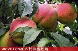 早熟桃新品种春雪桃