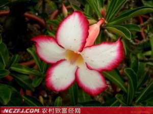 怎样栽种沙漠玫瑰【库百科农业网】