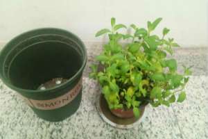 野薄荷和薄荷的区别，薄荷的图片【库百科农业网】