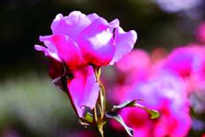 牡丹花怎样种植及施肥【库百科农业网】