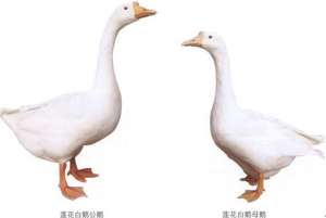 莲花白鹅【库百科农业网】