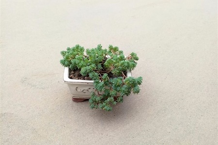 新买的薄雪万年草怎么养【库百科农业网】
