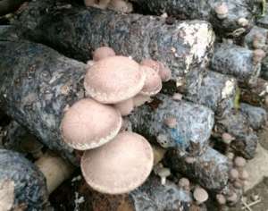 香菇种植成本要多少？效益前景好吗一袋能赚多少钱？【库百科农业网】