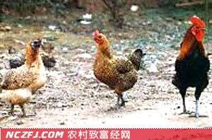 崇仁麻鸡养殖技术　[农广天地]【库百科农业网】
