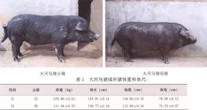 大河乌猪【库百科农业网】