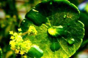 金钱草会开花吗【库百科农业网】