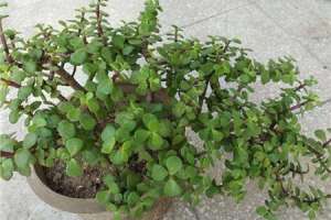 山茶花耐寒吗，山茶花耐旱吗【库百科农业网】