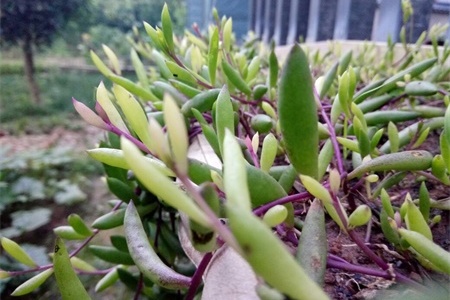 新买的紫玄月怎么养【库百科农业网】