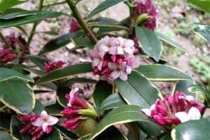 瑞香花怎么养，家庭养法【库百科农业网】