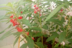 凤仙花用什么肥料，用什么土最好【库百科农业网】