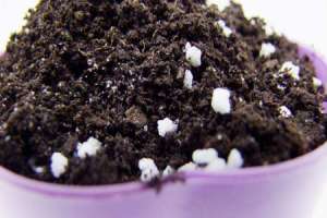 紫乐多肉植物怎么养殖【库百科农业网】