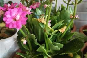 长寿花施肥时间，施肥后叶软发黄怎么办【库百科农业网】