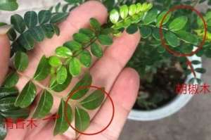 胡椒木和清香木的区别，哪个好养【库百科农业网】