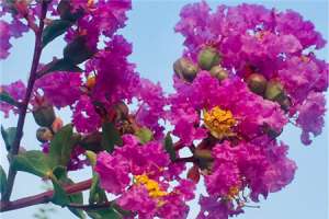 紫薇什么时候开花，紫薇花图片【库百科农业网】
