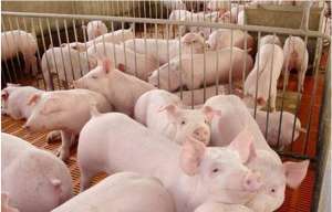 猪舍潮湿的原因、危害及防控方法【库百科农业网】