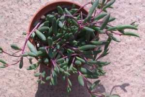 黄花新月多肉怎样养【库百科农业网】