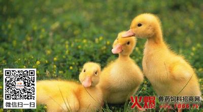 春季养小鹅技术要点【库百科农业网】