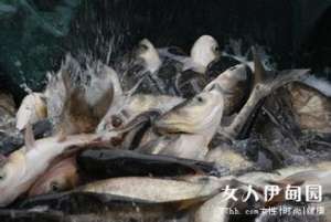鳙鱼养殖技术要点【库百科农业网】