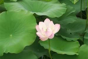 荷花的花语和寓意，有什么传说故事【库百科农业网】