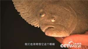 [致富经]李盈：带标签的多宝鱼1斤贵10元的秘密【库百科农业网】
