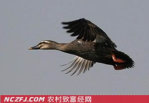 [生财有道]郑龙光养殖会飞的斑嘴野鸭更赚钱【库百科农业网】