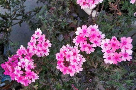 新买的美女樱怎么养【库百科农业网】