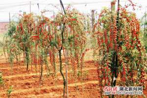 朱和平在南方种枸杞如何种植枸杞[科技苑]【库百科农业网】