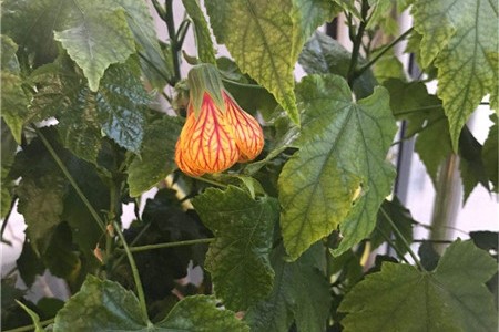 风铃花的养殖方法，风铃花图片【库百科农业网】