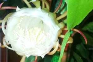 昙花是什么时候开的，怎么养才能开花【库百科农业网】