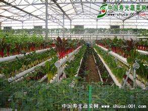 山药套管栽培技术【库百科农业网】