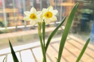 水仙花种球保存的方法，如何挑选水仙花的种球【库百科农业网】
