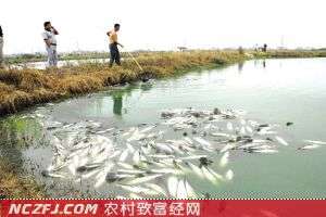 池塘养鱼常见非正常死亡分析：药物使用不当、施肥不当、饲料使用不当等【库百科农业网】