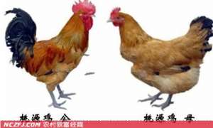 桃源鸡养殖技术　[农广天地]【库百科农业网】