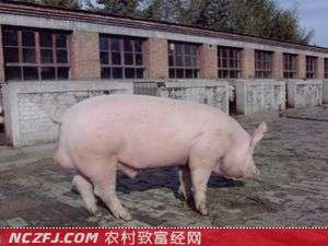 [科技苑]兰西种猪场大白猪过冬防冻养殖技术【库百科农业网】