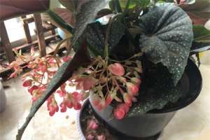 新买的竹节海棠怎么养【库百科农业网】