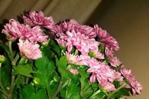 菊花的寓意，菊花代表什么【库百科农业网】