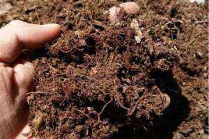 黄木香种植方法，黄木香种植环境【库百科农业网】