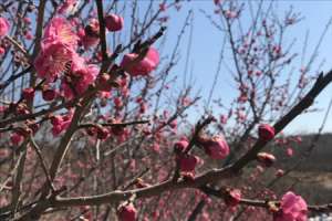 梅花压条一般在几月份，梅花的高压繁殖方法【库百科农业网】