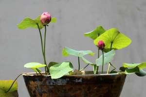 养荷花水放多少合适【库百科农业网】