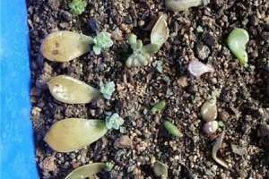 多肉种植方法，叶插方法【库百科农业网】