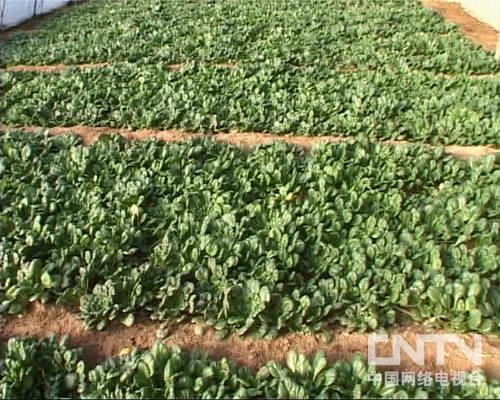 乌塌菜的营养价值【库百科农业网】