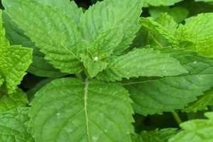 留兰香和薄荷的区别【库百科农业网】