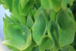 贝壳花怎么养【库百科农业网】