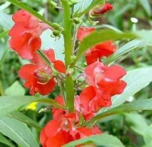 活血消肿凤仙花 白色凤仙花治疗灰指甲【库百科农业网】