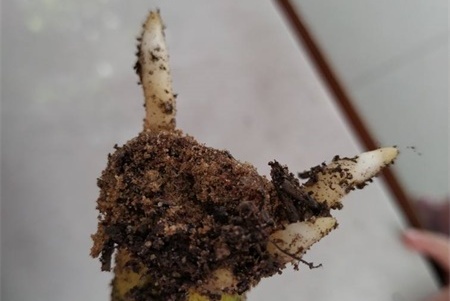 养花用阿司匹林片的作用，兑水比例是多少【库百科农业网】