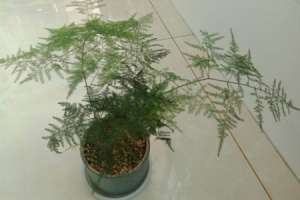文竹开花吗，文竹图片【库百科农业网】