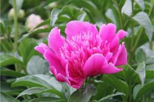 芍药换盆后不开花了，什么时候给芍药换盆【库百科农业网】