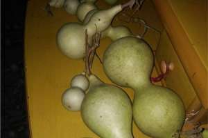 葫芦苗不长是因为什么，葫芦苗用什么肥料【库百科农业网】